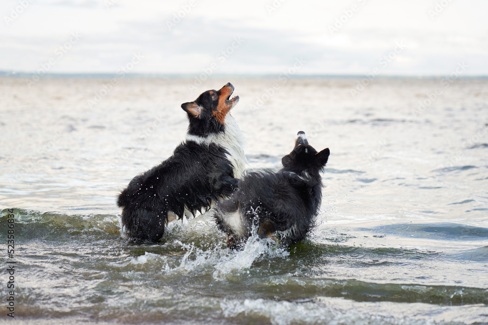 flying dogs. two Active australian shepherd jumping in the water. Active holiday with a pet flying dogs. two Active australian shepherd jumping in the water. Active holiday with a pet