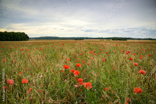 view on a poppy fields in Seine et Marne