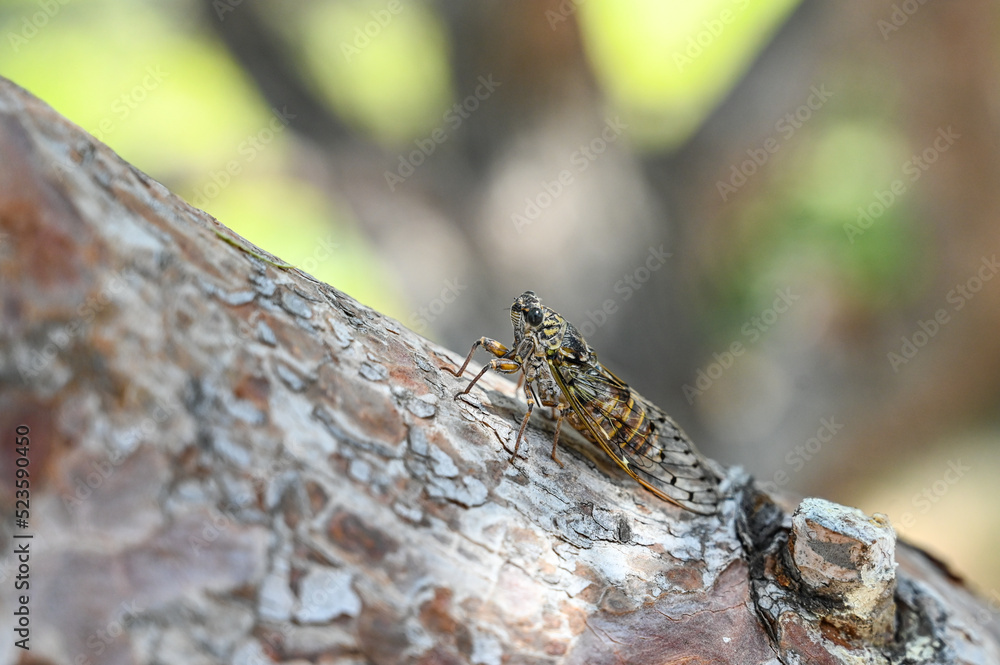 Cicada disruptively camouflaged on tree near sea. Close up of Cicada resting on a tree in forest. Insect Cicada disruptively camouflaged on tree near sea. Close up of Cicada resting on a tree in forest. Insect