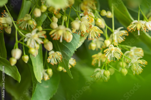 Flowers of blossoming tree linden wood, used for pharmacy, apothecary, natural medicine and healing herbal tea.