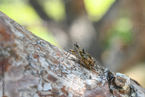 Cicada disruptively camouflaged on tree near sea. Close up of Cicada resting on a tree in forest. Insect photo