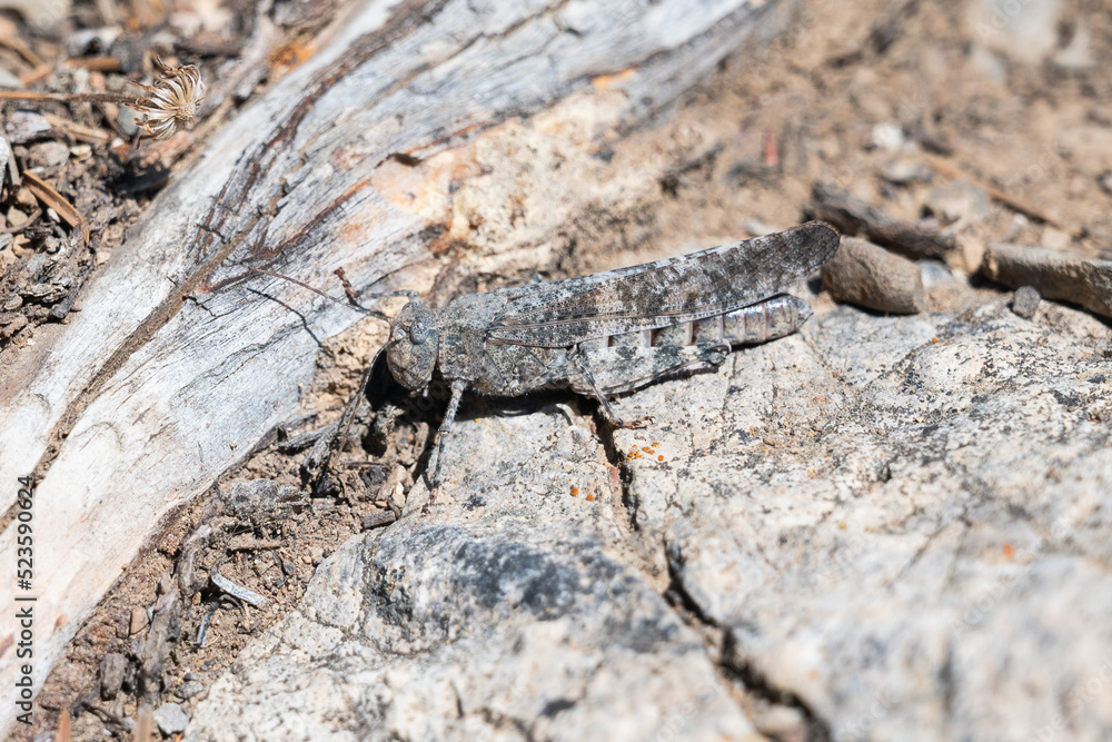 Grey crackling forest grasshopper closeup Grey crackling forest grasshopper closeup