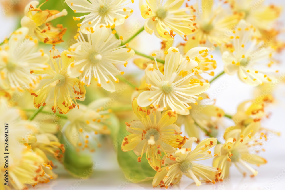 Obraz premium Linden flowers on a white background. Linden flowers bloom with leaves and petals