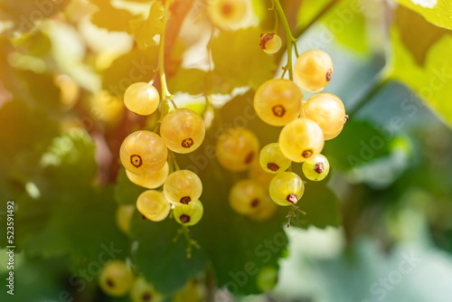 Brush of white currant berries and green leaves. White currant Ribes rubrum White grape Close up. Macro.