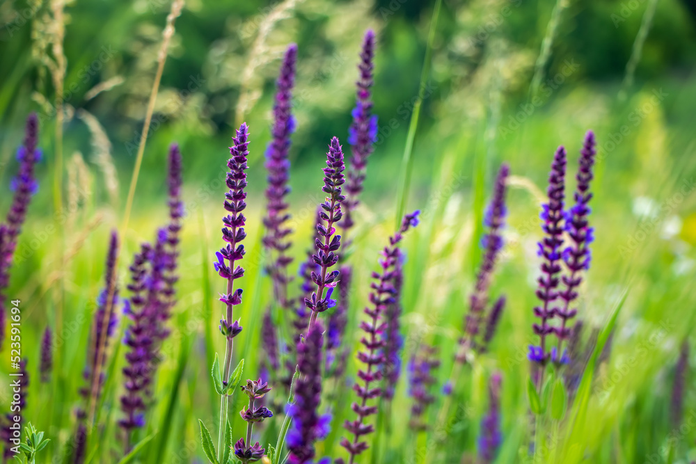 Close up Salvia nemorosa herbal plant with violet flowers in a meadow Close up Salvia nemorosa herbal plant with violet flowers in a meadow
