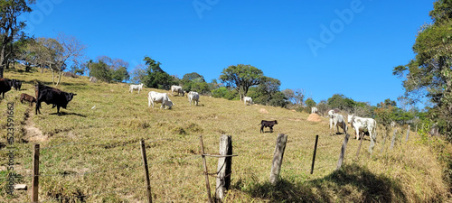 farm landscape view in the countryside of Brazil photo