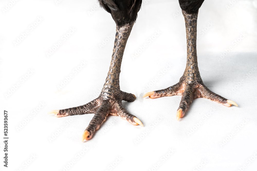 Fototapeta premium close up black australorp rooster on isolated white background.
