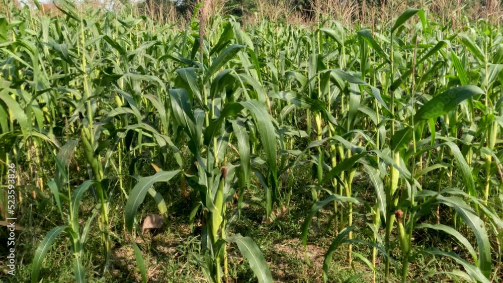 Fields of corn plants that have young fruit, brown flowers swaying in the wind Fields of corn plants that have young fruit, brown flowers swaying in the wind