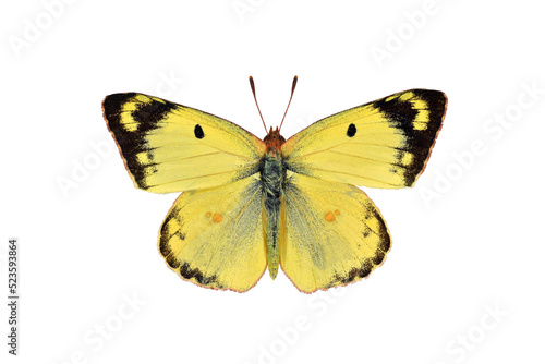 Pale clouded yellow butterfly on transparent background © Soru Epotok
