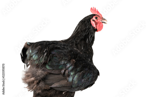 close up black australorp rooster on isolated white background.