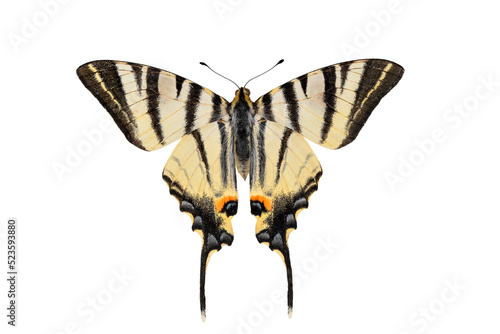 Scarce Swallowtail butterfly on transparent background