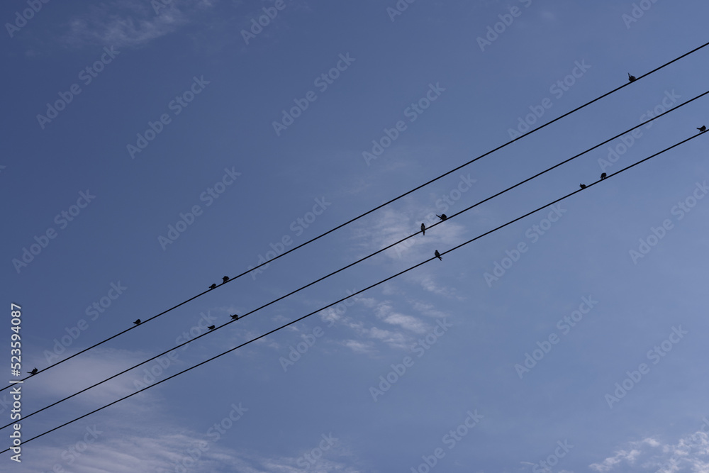 Swallows sitting on wire before migrating to south. Upcoming autumn concept.