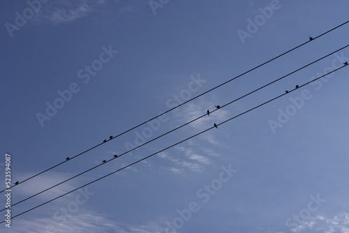 Swallows sitting on wire before migrating to south. Upcoming autumn concept.