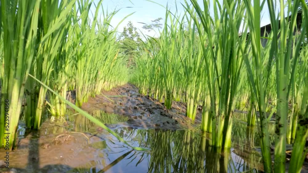 Rice plants in rice fields that are still small in their period of growing fresh green leaves Rice plants in rice fields that are still small in their period of growing fresh green leaves