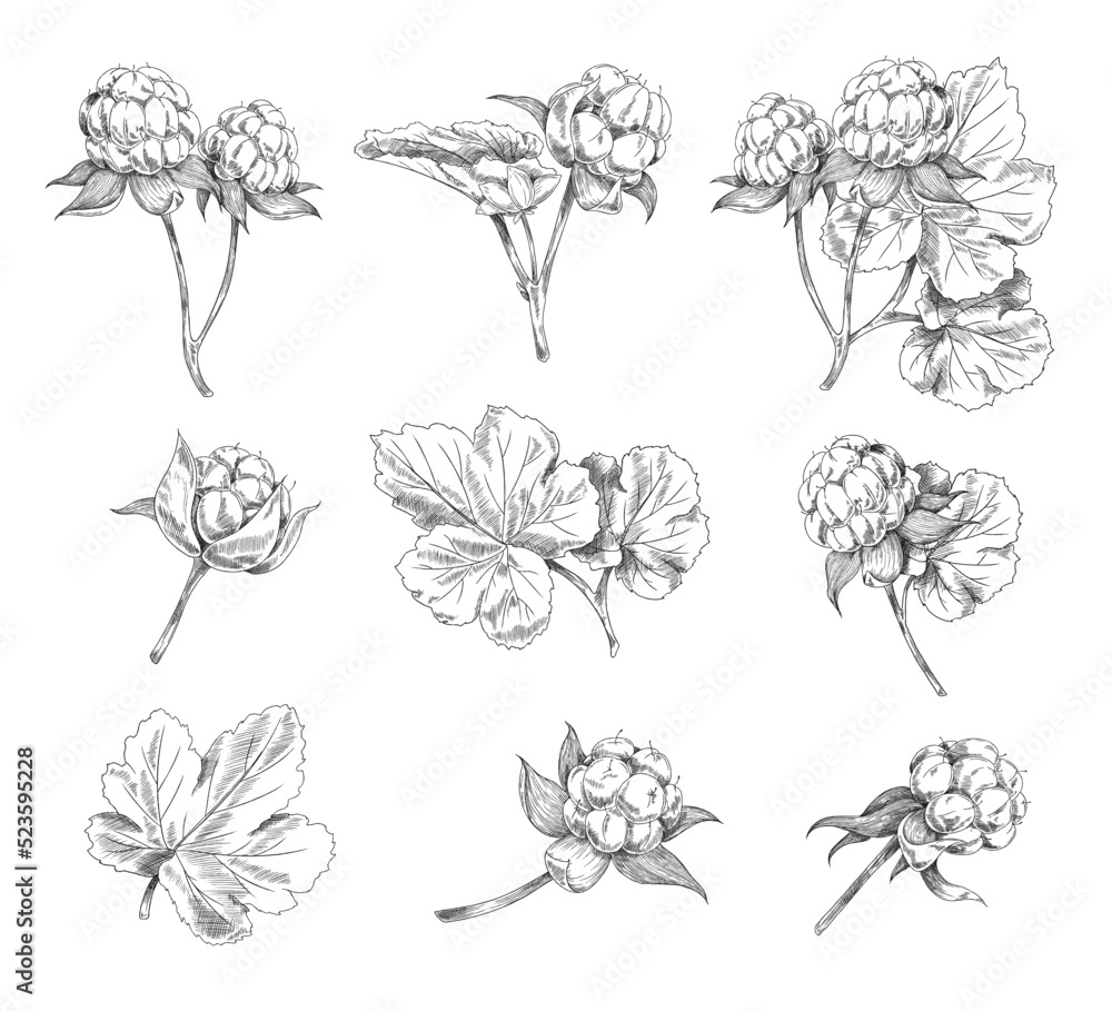 Cloudberry leaves and berries sketch style set of vector illustration isolated.