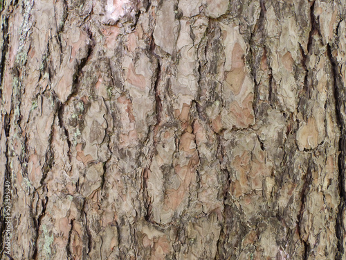 Bark of a pine tree in the forest