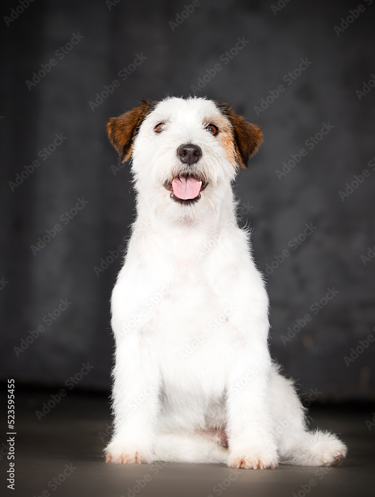 dog jack russell sitting on a gray background dog jack russell sitting on a gray background