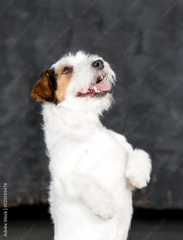 jack russell raised his paws up on a gray background jack russell raised his paws up on a gray background