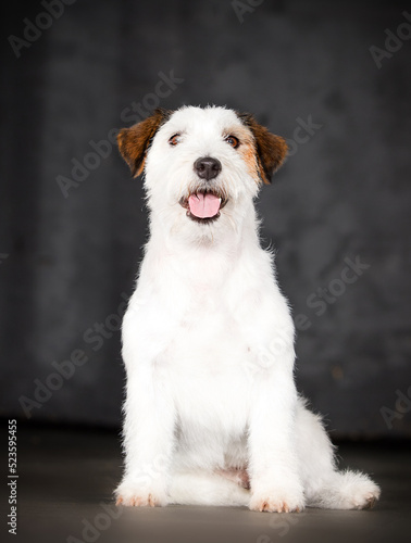dog jack russell sitting on a gray background