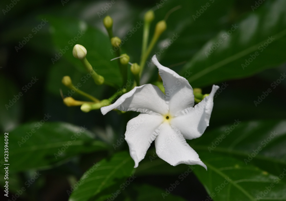 Sampaguita Jasmine flowers is blooming in the garden with green leaves background . Sampaguita Jasmine flowers is blooming in the garden with green leaves background .