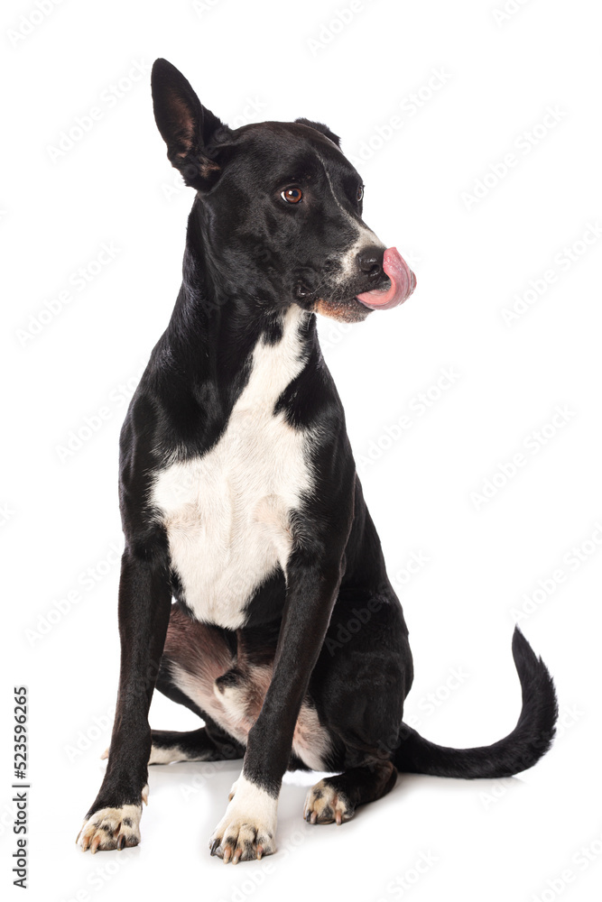 Mixed breed dog on white background and licks his mouth