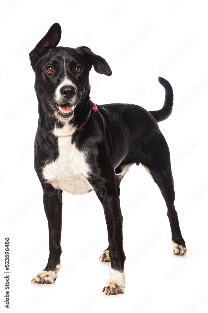 Mixed breed dog on white background