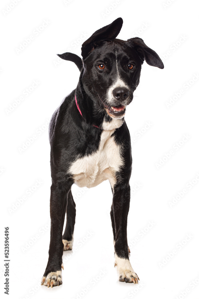 Mixed breed dog standing isolated on white background
