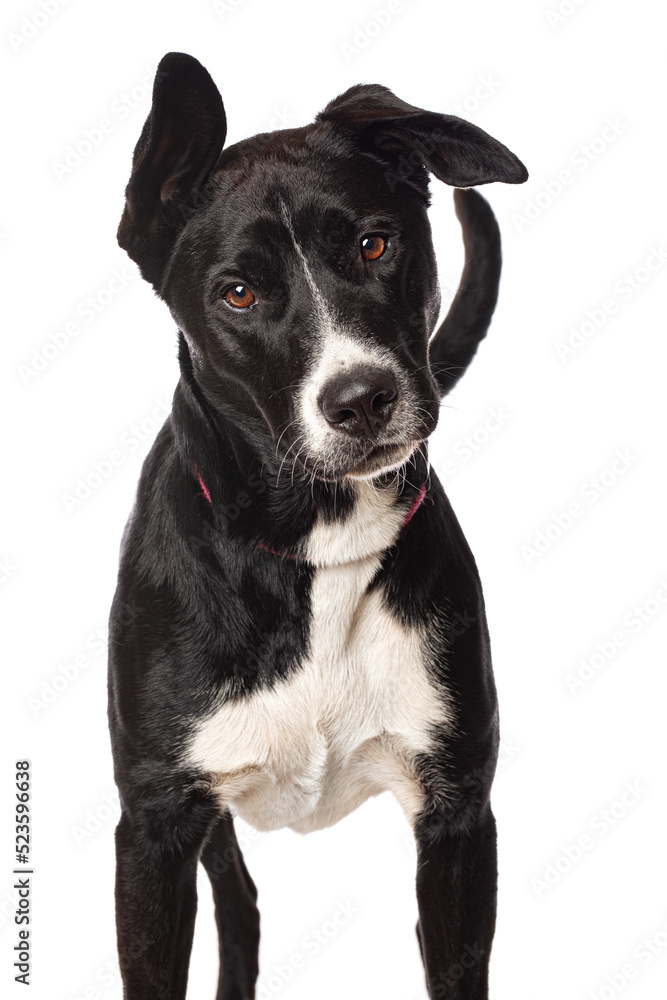 Mixed breed dog standing isolated on white background
