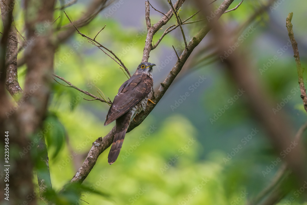 Fototapeta premium Large hawk-cuckoo (Hierococcyx sparverioides) at Rongton, Darjeeling, West Bengal, India.