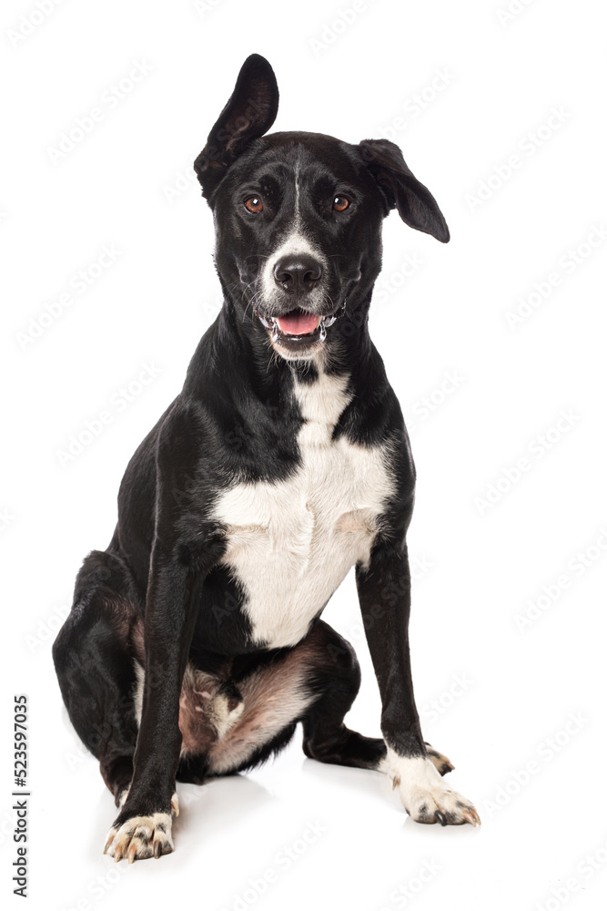Mixed breed dog on white background