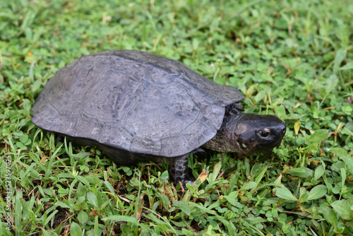 Black Terrapin walking on the green grass 