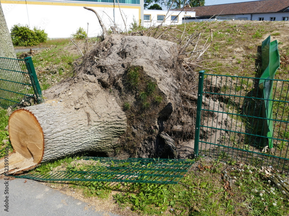 In May 2022, a tornado caused severe damage in Lippstadt, North Rhine-Westphalia, Germany, where a tree fell and crushed a fence - obrazy, fototapety, plakaty 