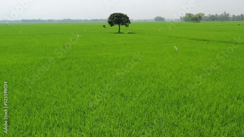 A lonely tree in a vast green paddy/ rice field photo