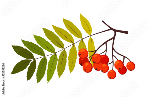 Branch of ripe rowan