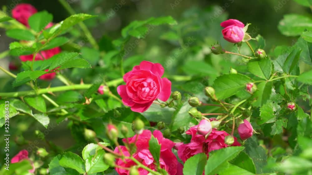 Red roses shrub with green leaves swaying with light breeze in garden or wild meadow Red roses shrub with green leaves swaying with light breeze in garden or wild meadow