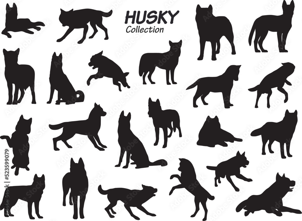 Fototapeta premium husky dog silhouette