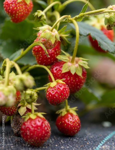 fresh red organic strawberries on the bush. a garden near the house 