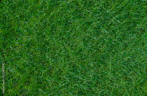 Top view of green grass texture background.green grass texture for sports fields,golf,football and garden decoration.green lawn is beautiful and natural in the park,green grass background