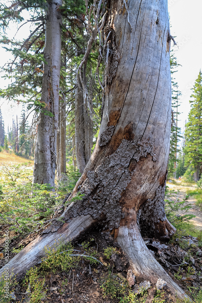 Rocky Mountains on the Zirkel Circle trail, also known as the Gilpin Lake Loop, near Steamboat Springs, Colorado Rocky Mountains on the Zirkel Circle trail, also known as the Gilpin Lake Loop, near Steamboat Springs, Colorado