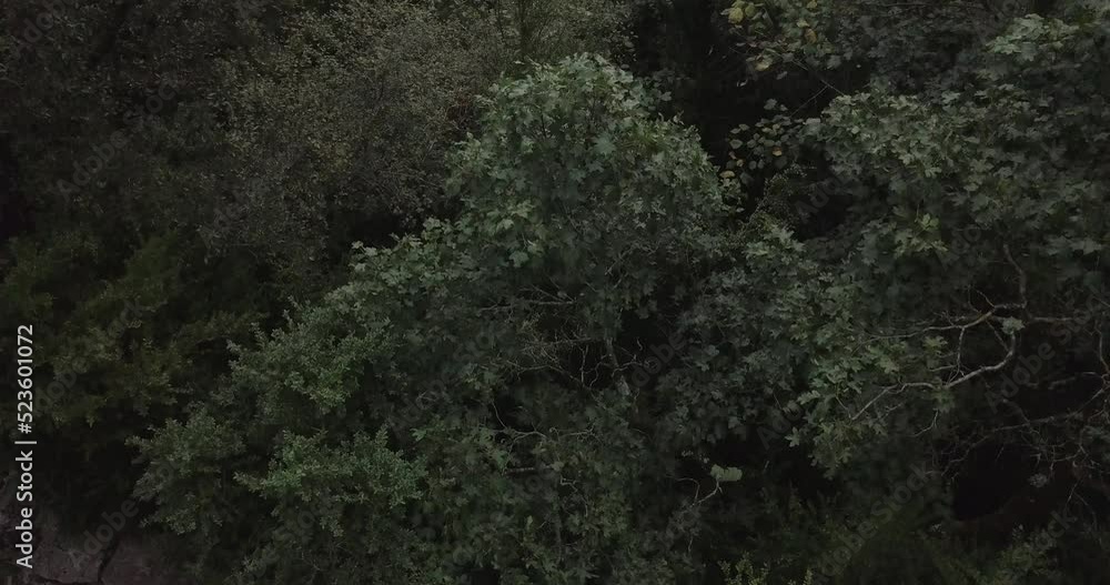 Drone video - vertical upward panning of forest revealing the mountain Drone video - vertical upward panning of forest revealing the mountain