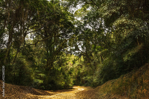 Estrada de terra em meio a floresta tropical, caminho, trilha, Serra da Cantareira, São Paulo, Brasil