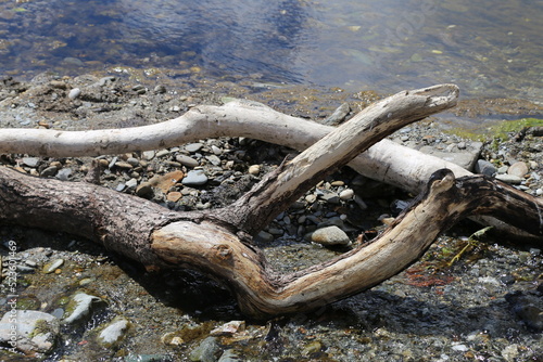 A closeup view of some driftwood on the beach at Port Soderick which is on the south east coast of the Isle of Man.