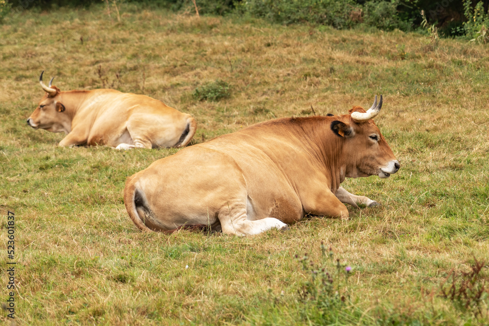 Cow with big horns resting in the pasture. Cattle in Asturias. Livestock in nature