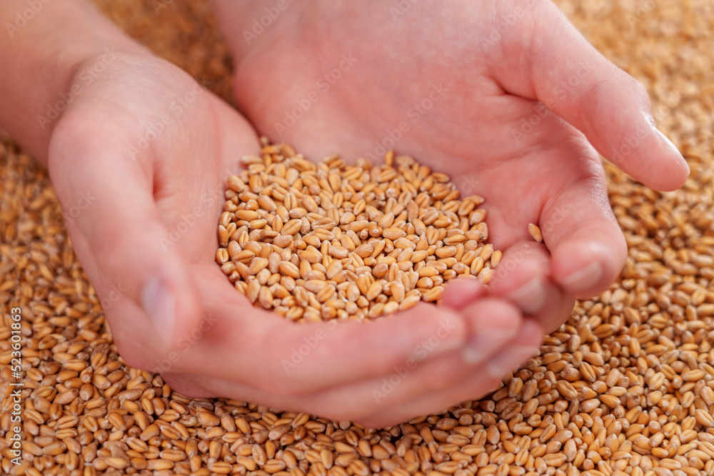 A handful of wheat grains and a farmer hand close-up. Harvested whole seeds A handful of wheat grains and a farmer hand close-up. Harvested whole seeds