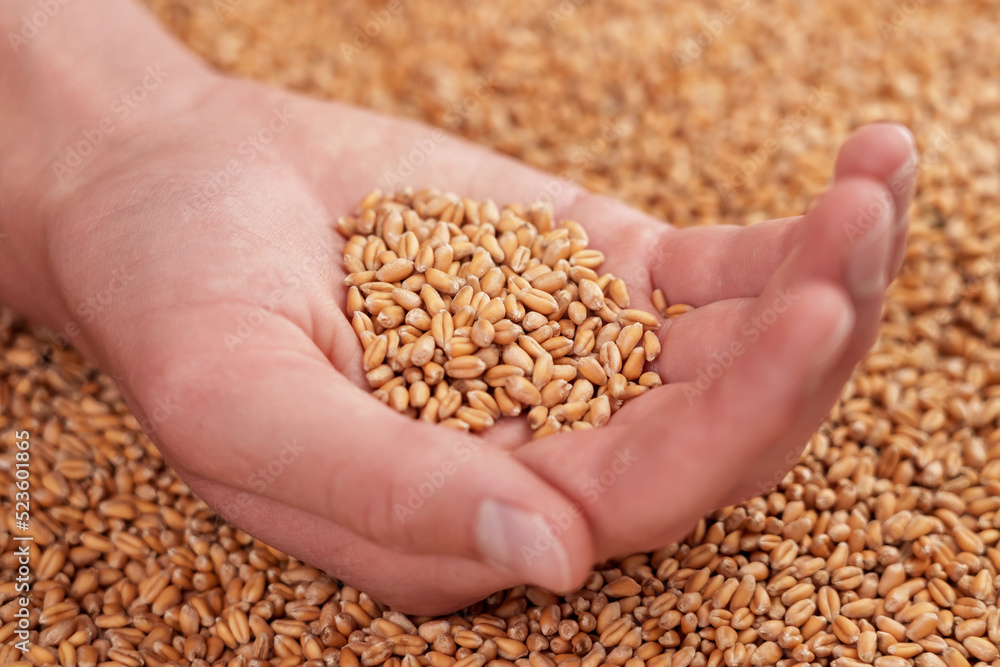 Young farmer's hand is full of golden wheat grains of fresh harvest Young farmer's hand is full of golden wheat grains of fresh harvest