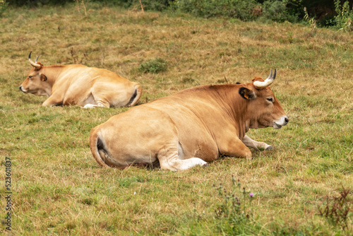 Cow with big horns resting in the pasture. Cattle in Asturias. Livestock in nature © Pavel Iarunichev