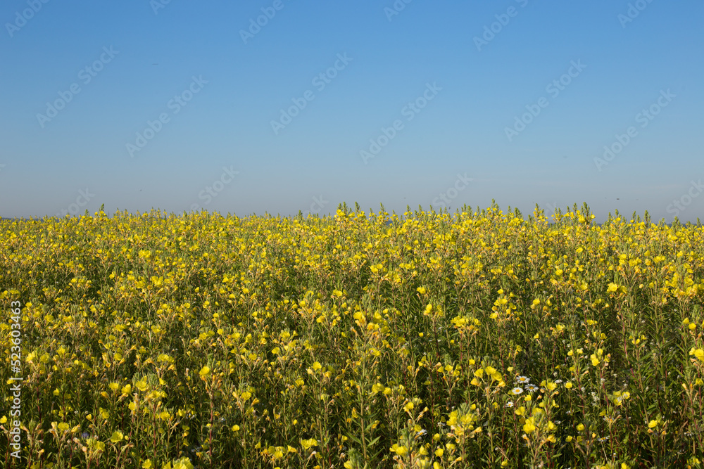 Beautiful yellow field under a bright blue sky