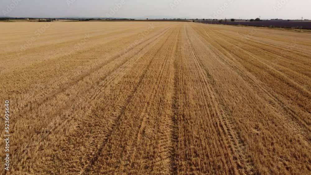 Harvested Wheat Agriculture Field Aerial View Harvested Wheat Agriculture Field Aerial View