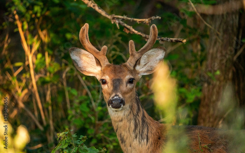 Fototapeta Naklejka Na Ścianę i Meble -  Jelen wygladajacy z lasu.