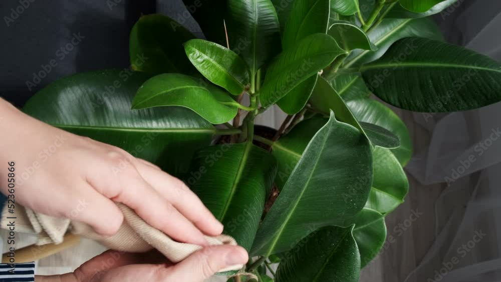 Top view close up of female gardener hands wiping dust from houseplant leaves, taking care of plant Ficus Elastica Robusta using wet napkin. Home gardening, housewife and housework chores concept Top view close up of female gardener hands wiping dust from houseplant leaves, taking care of plant Ficus Elastica Robusta using wet napkin. Home gardening, housewife and housework chores concept